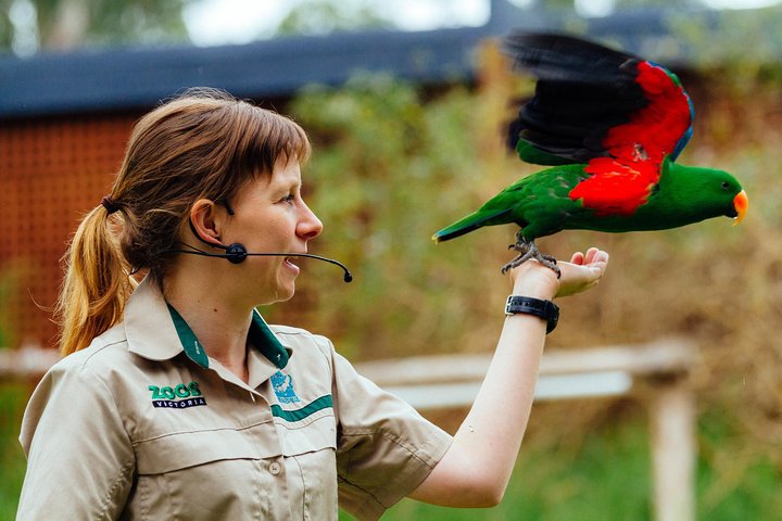 VIP Sanctuary Tour at Healesville Sanctuary Ticket - Holiday Find